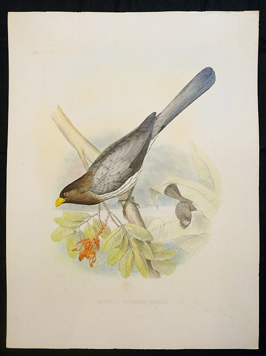 Schlegel, Hermann: Musophaga (Schizorhis) Africana