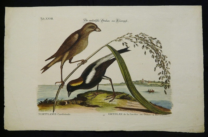 Catesby, Mark: Der carolinische Ortolan oder Reisvogel