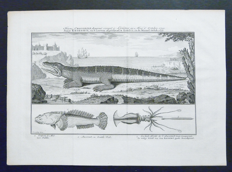 Schley, J.V.: Jeune Crocodile, dessiné vivant à Londres au Mois d'Octobre 1739