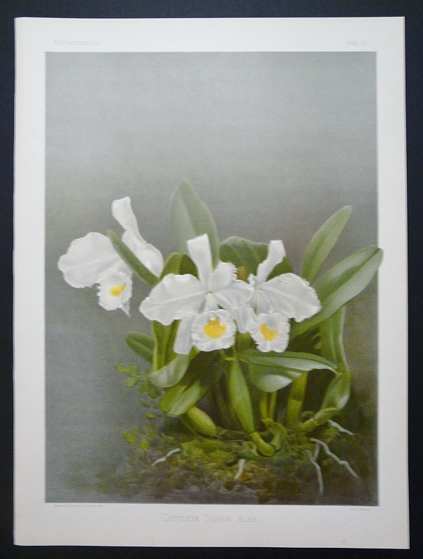 Sander, F.: Cattleya Trinae Alba