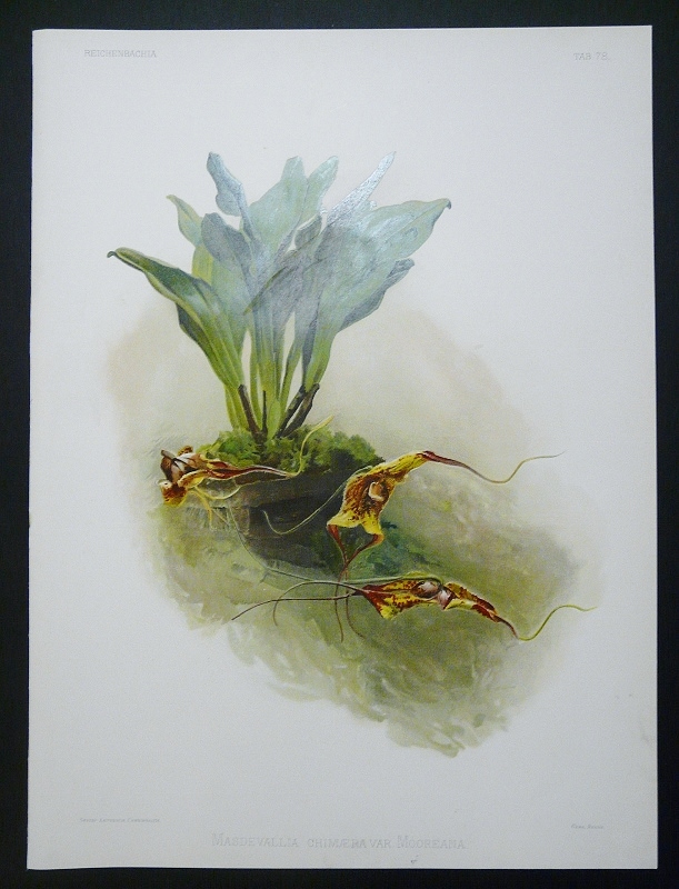Sander, F. : Masdevallia chimaera var. Mooreana