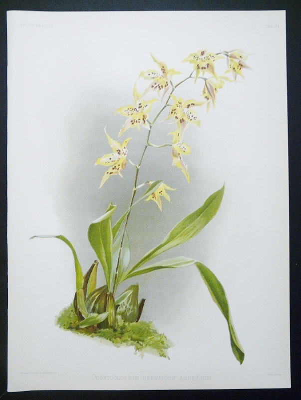 Sander, F.: Odontoglossum Hebraicum Aspersum