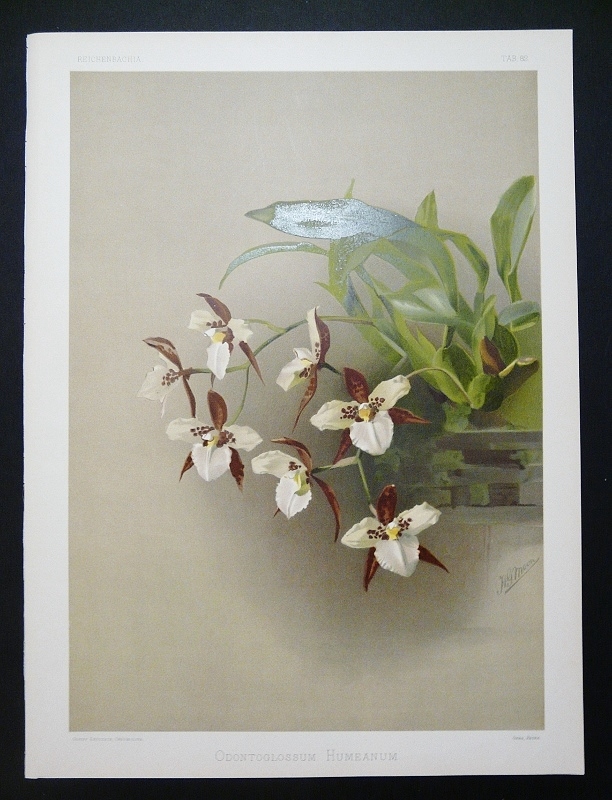 Sander, F.: Odontoglossum Humanum