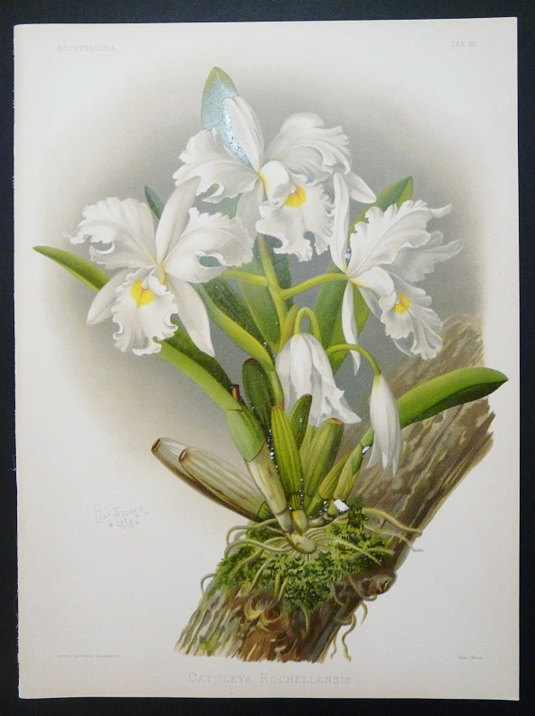 Sander, F. : Cattleya Rochellensis