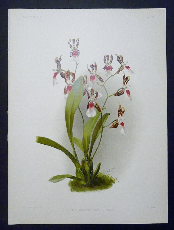 Sander, F.: Odontoglossum Schröderianum