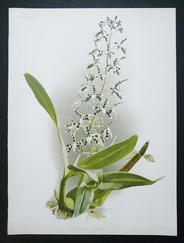 Sander, F.: Epidendrum Prismatocarum