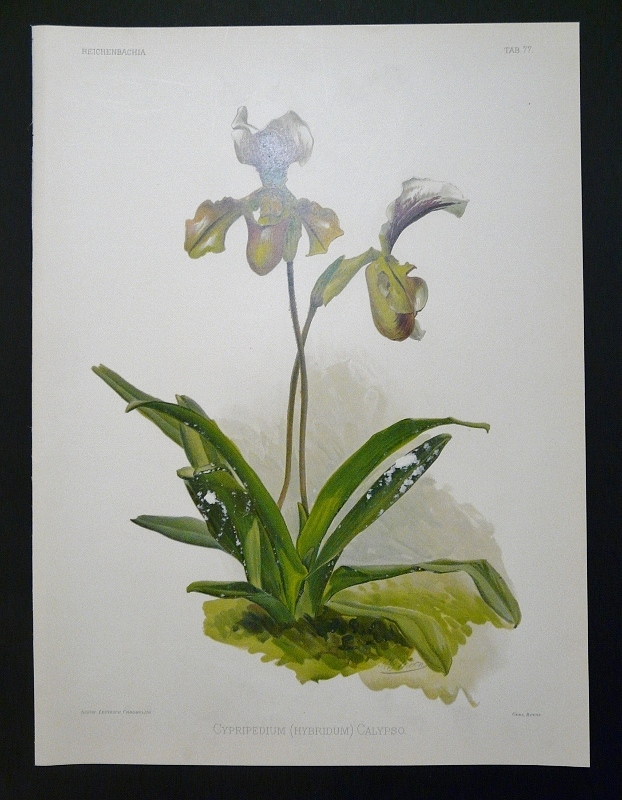 Sander, F.: Cypripedium (Hybridum) Calypso