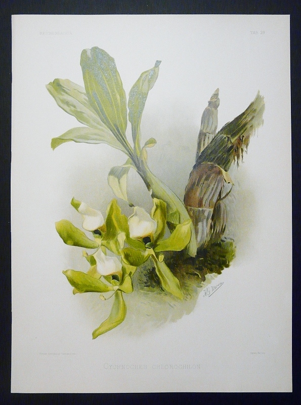 Sander, F.: Cychnoches Chlorochilon