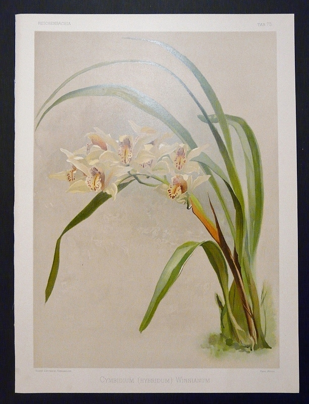 Sander, F.: Cymbidium (Hybridum) Winnianum