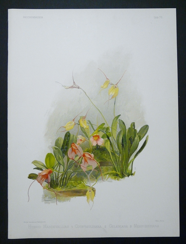 Sander, F.: Hybrid Masdevallias 1 Courtauldiana 2 Geleniana 3 Measuresiana