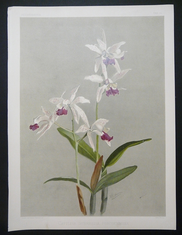 Sander, F. - Moon, H.G.: Cattleya Intermedia Punctatissima
