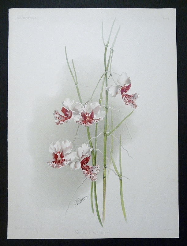 Sander, F. - Moon, H.G.: vanda Hookeriana