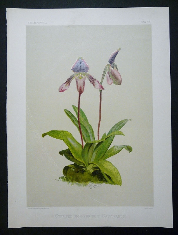 Sander, F. - Moon, H.G.: Cypripedium (Hybridium) Castleanum