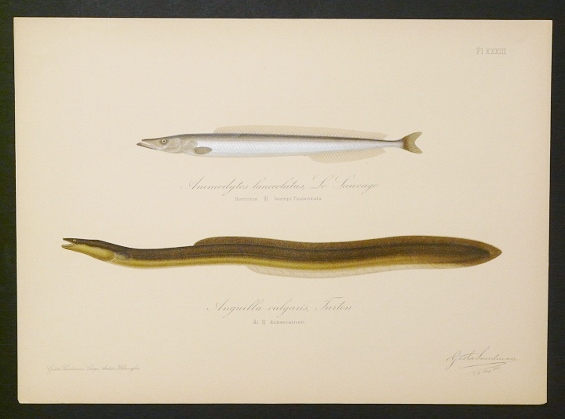 Sundman, Gösta: Ammodytes lanceolatus, Le Sauvage. Hvittobis. Isompi Tuulenkala. Anguilla vulgaris, Turton. Ål. Ankerias
