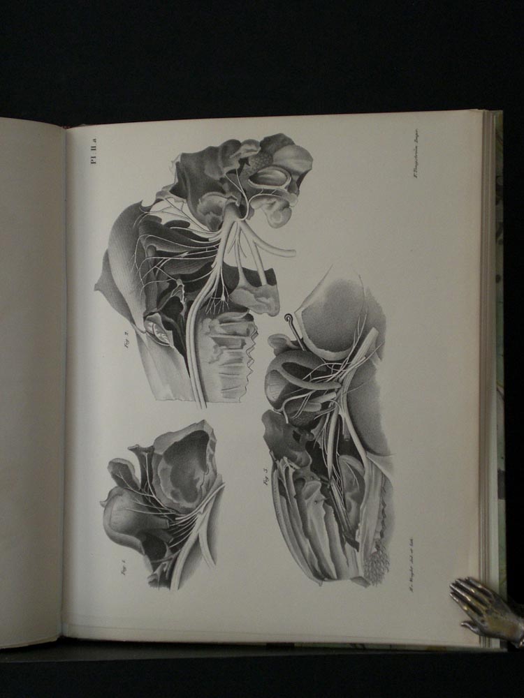 Bonsdorff, Evert Julius: Anatomisk beskrifning af cerebral-nerverne hos fåret (Ovis Aries)