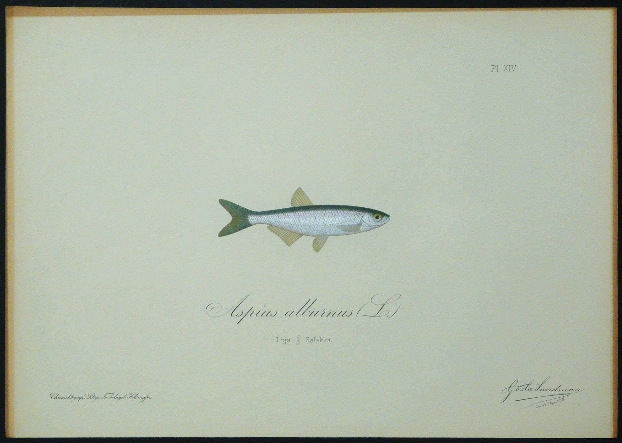 Gösta Sundman Aspius alburnus L - Löja - Salakka