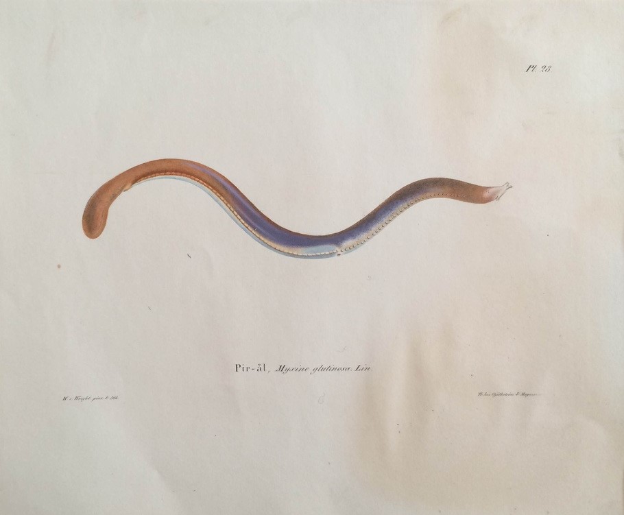 von Wright, W.: Pir-ål, Myxine Glutinosa. Lin.