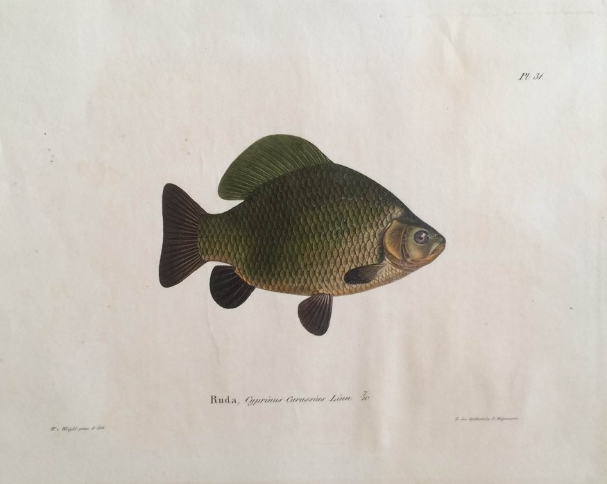 von Wright, W.: Ruda, Cyprinus Carassius Linn.
