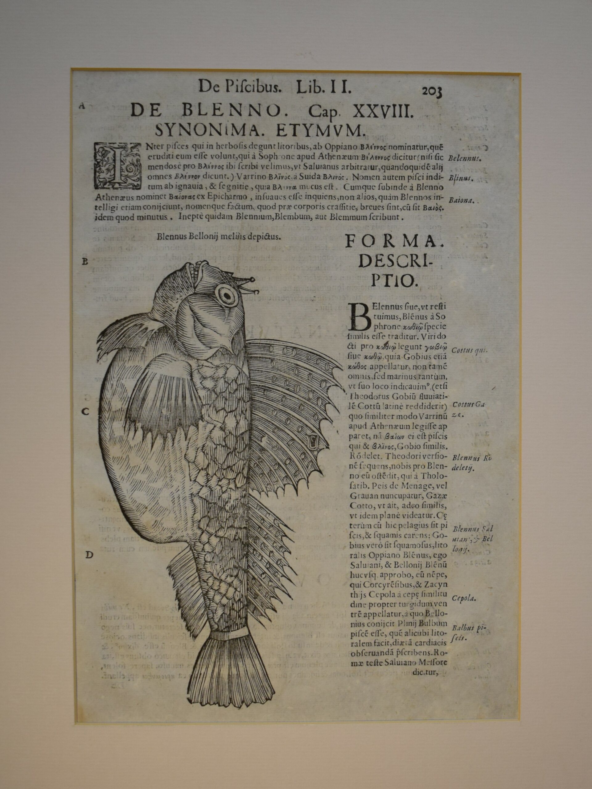 Blenno, Ulisse Aldrovandi