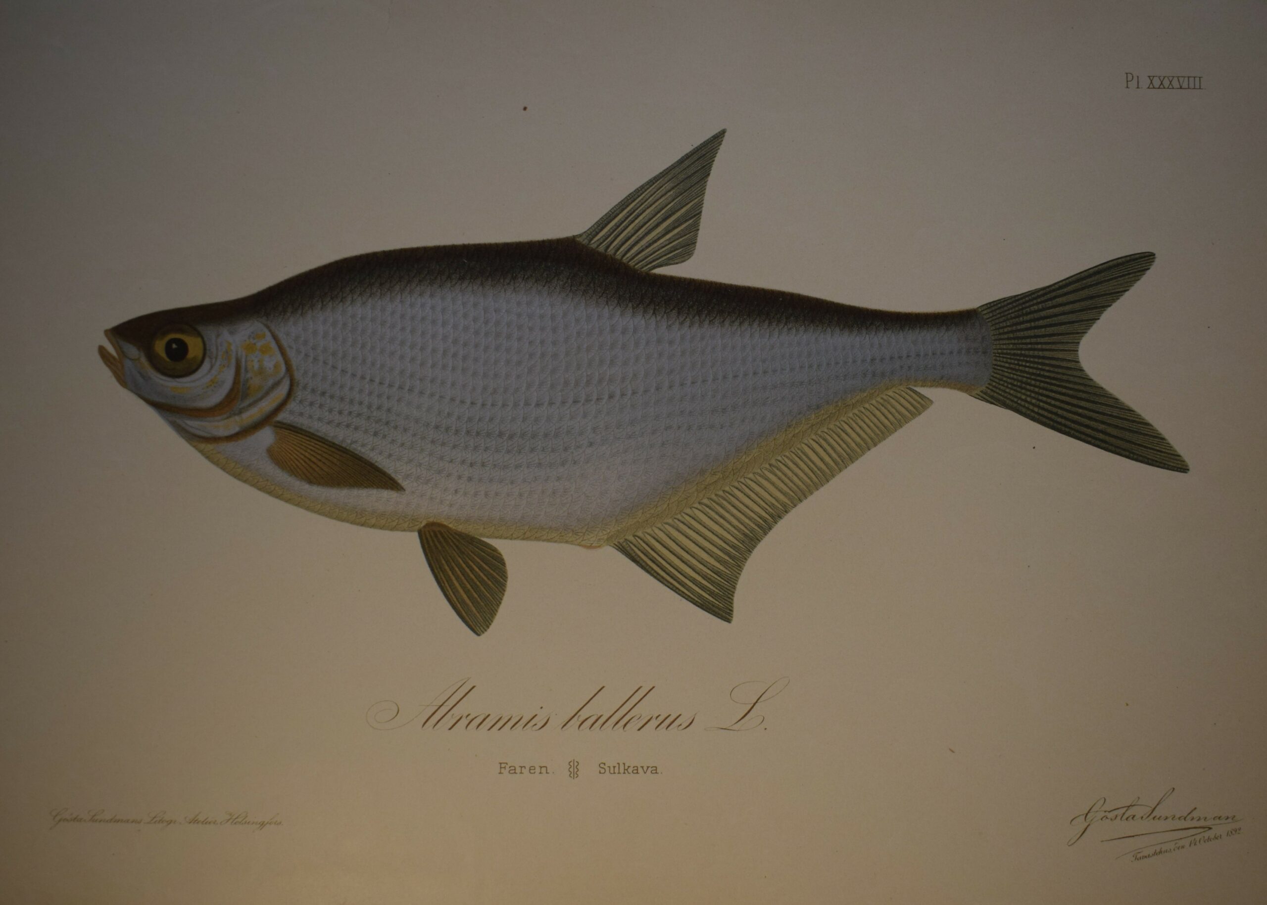 Gösta Sundman Abramis ballerus - Faren - Sulkava