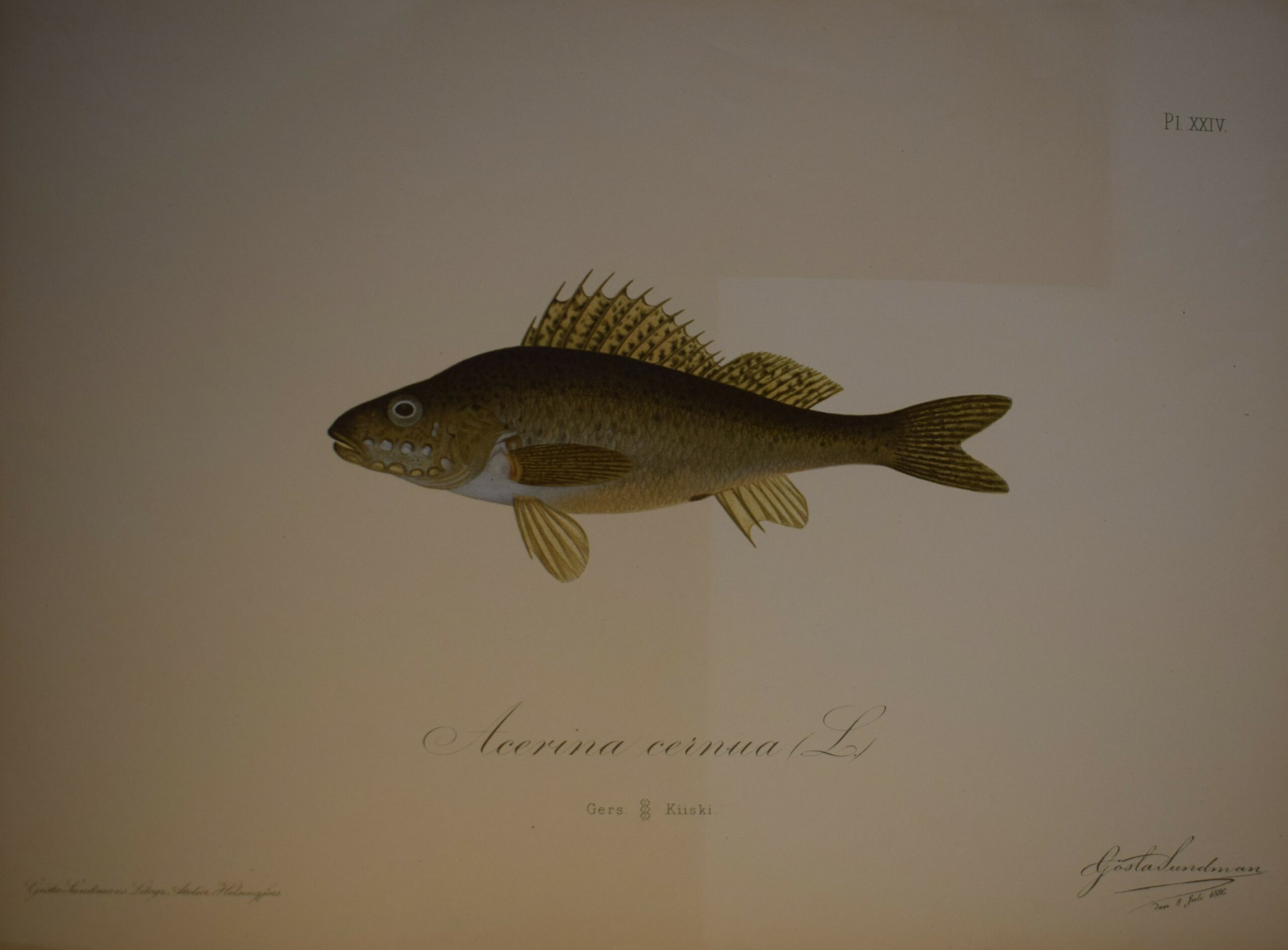 Gösta Sundman Acerina cernua - Gers - Kiiski