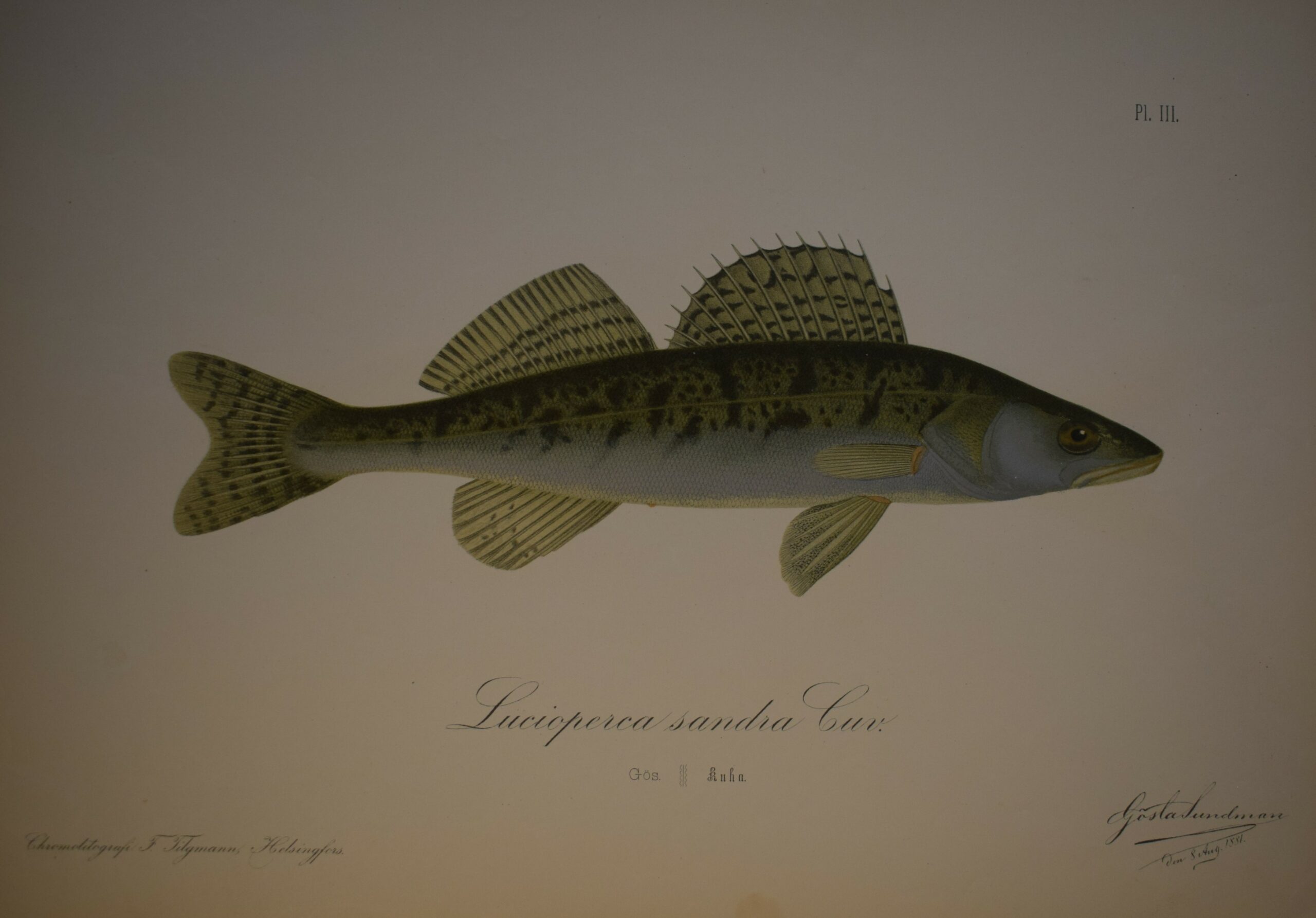 Gösta Sundman Lucioperca sandra Cuv - Gös - Kuha