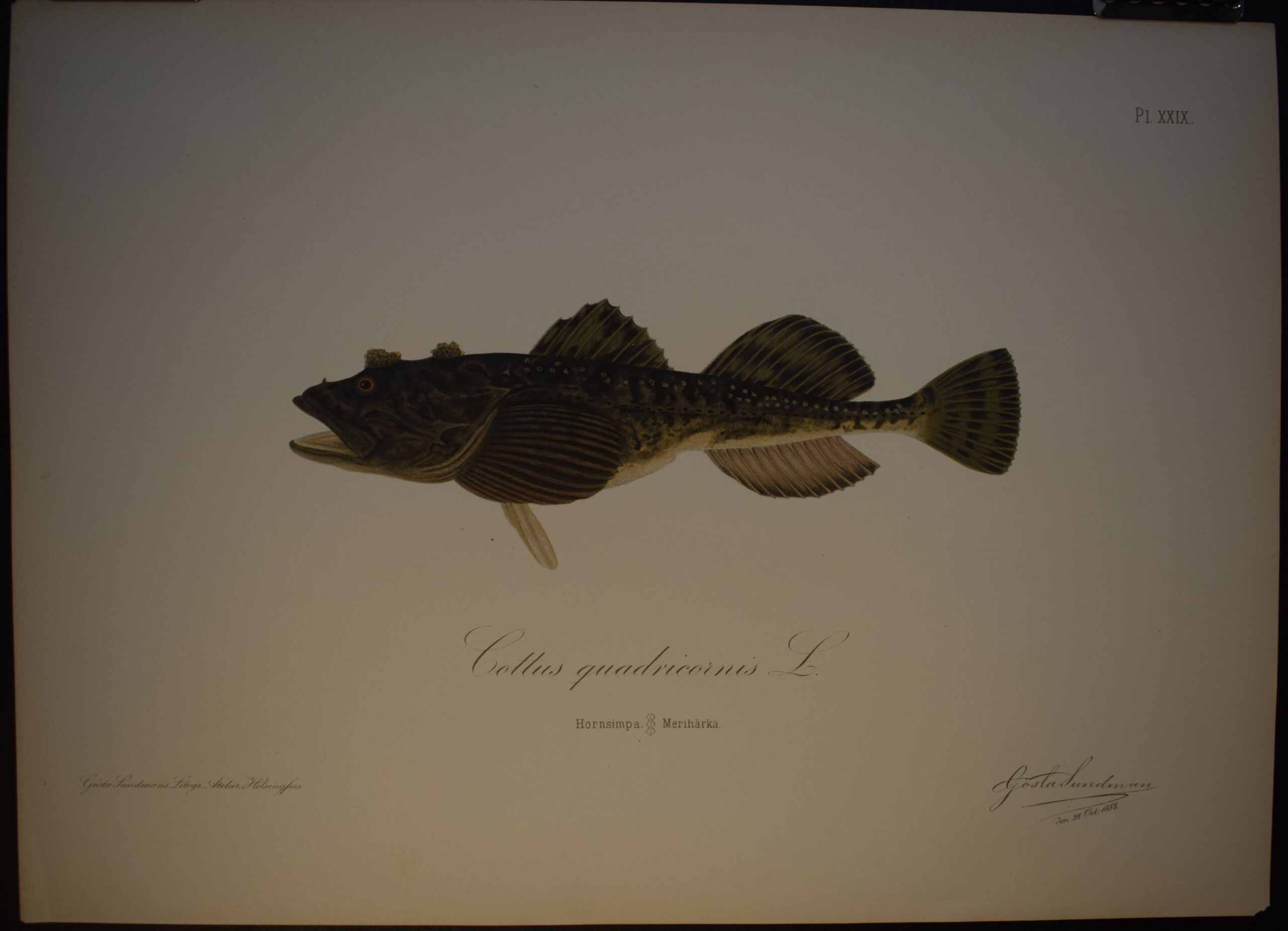 Hornsimpa - Merihärkä