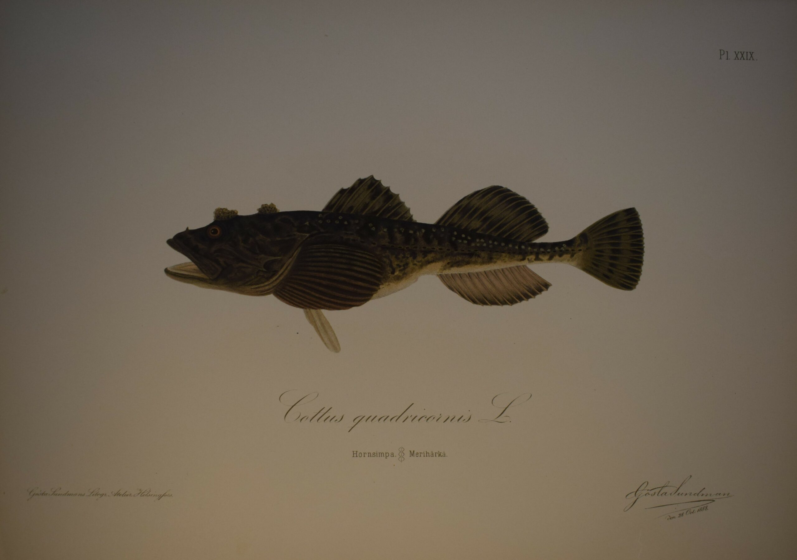 Gösta Sundman Cottus quadricornis - Hornsimpa - Merihärkä