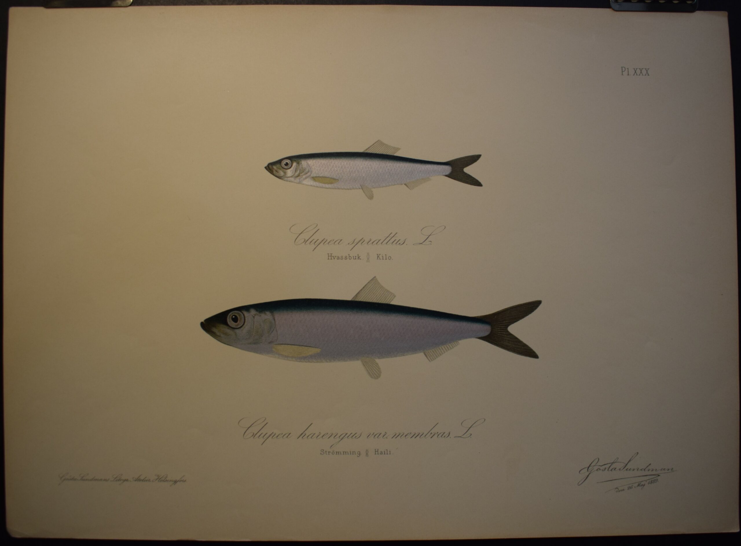 Hvassbuk - Kilo, Strömming - Haili