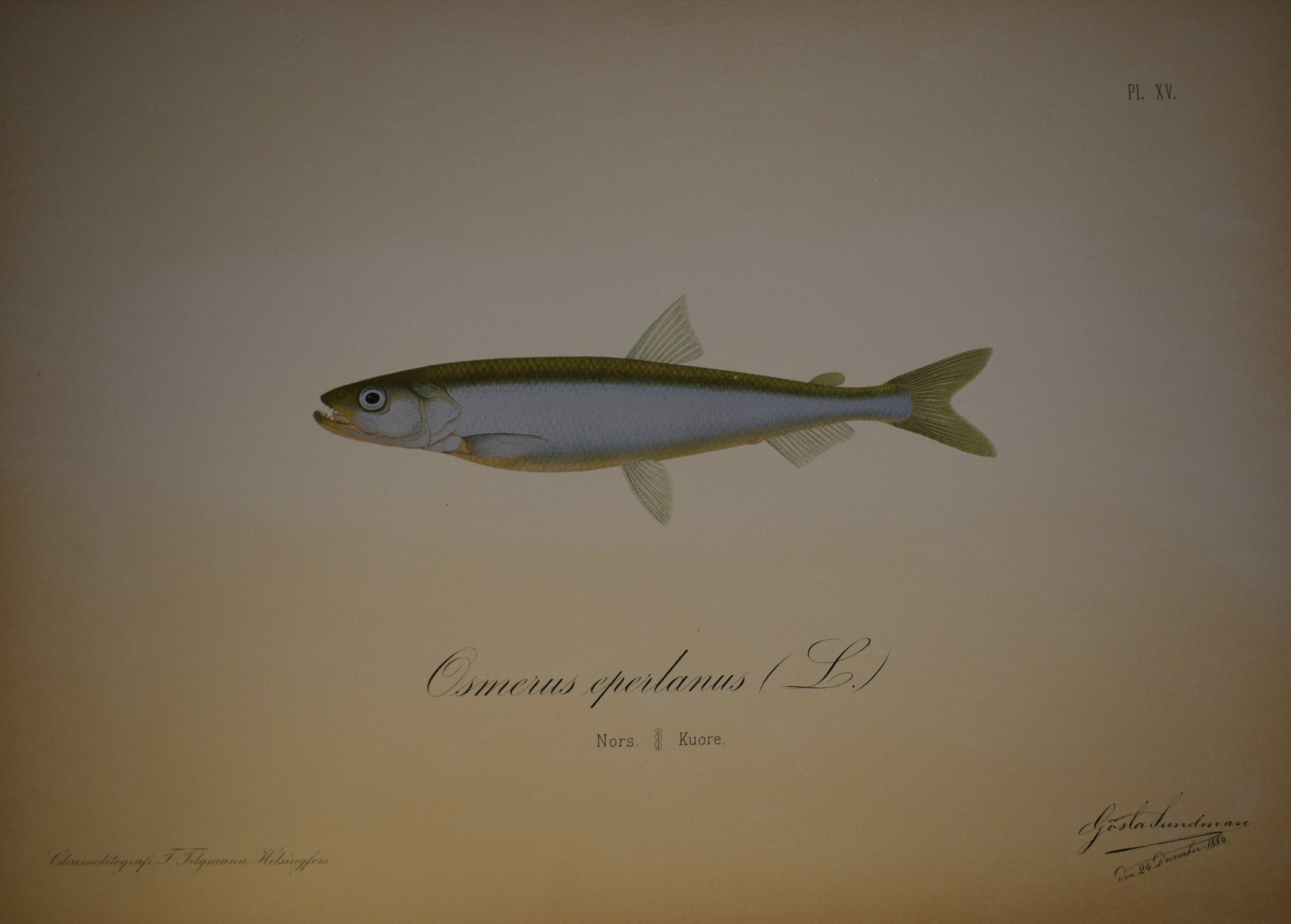 Gösta Sundman Osmerus eperlanus - Nors - Kuore