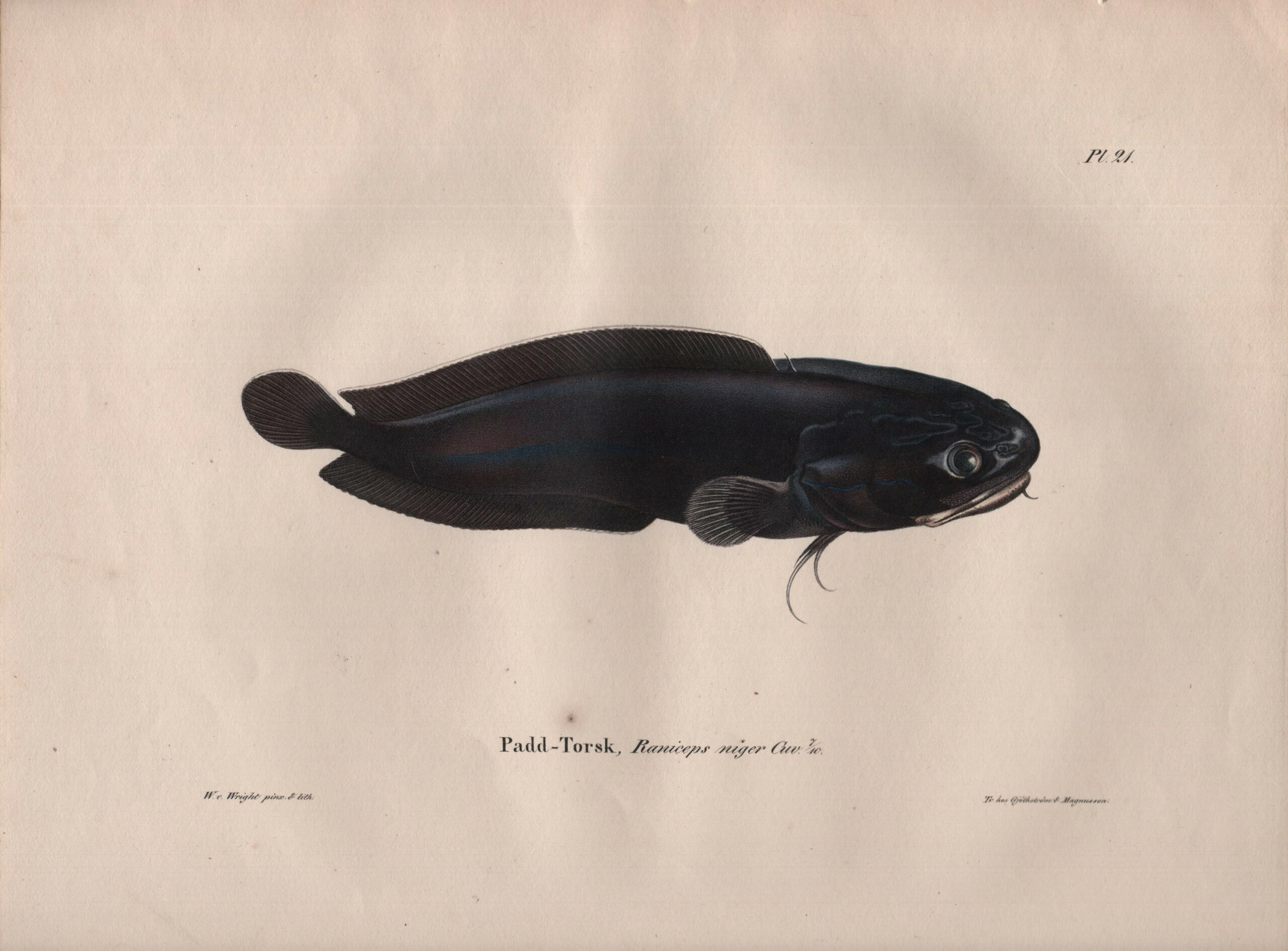 Wilhelm von Wright Padd-Torsk, Raniceps niger Cuv.