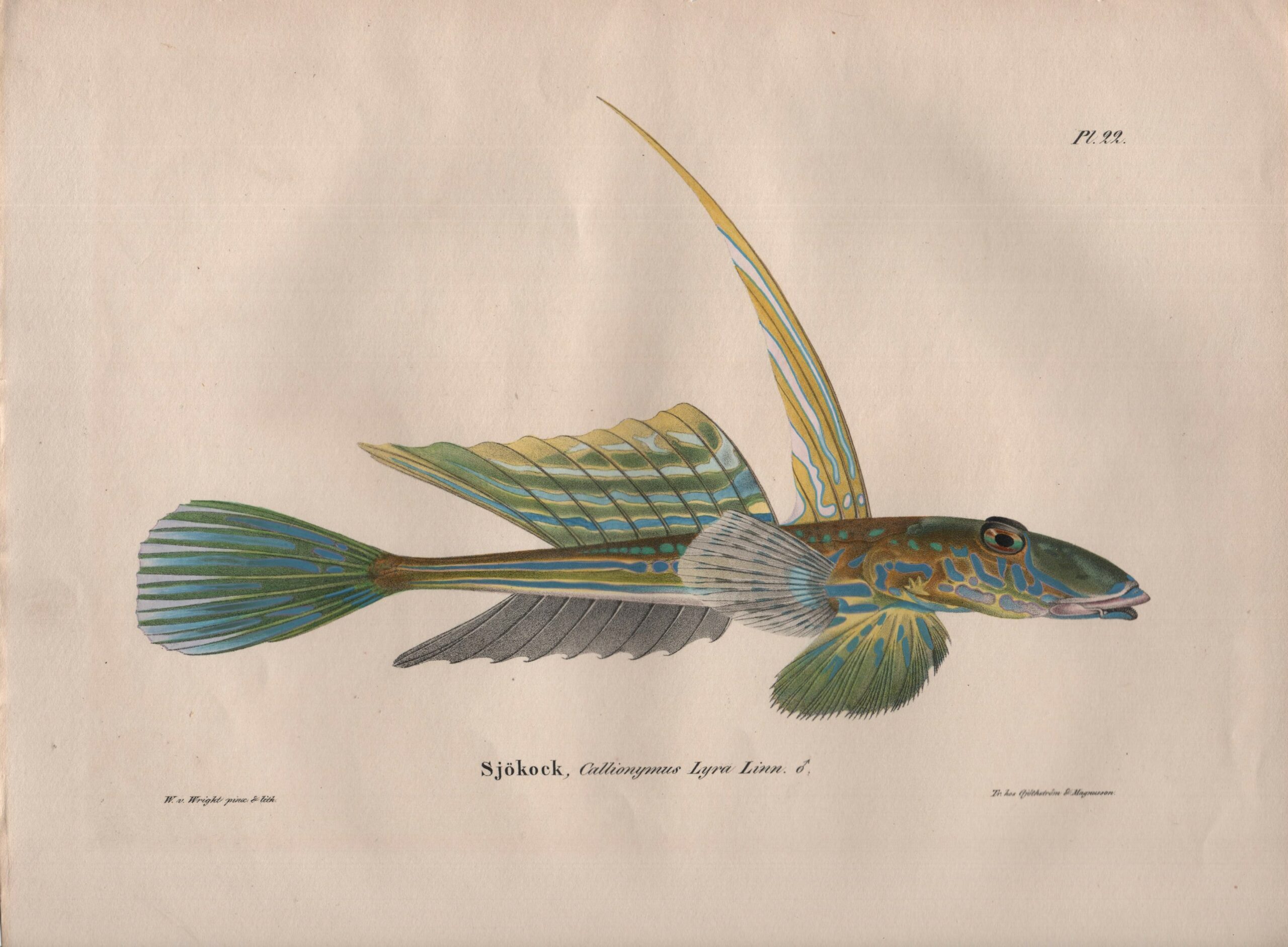 Sjökock, von Wright