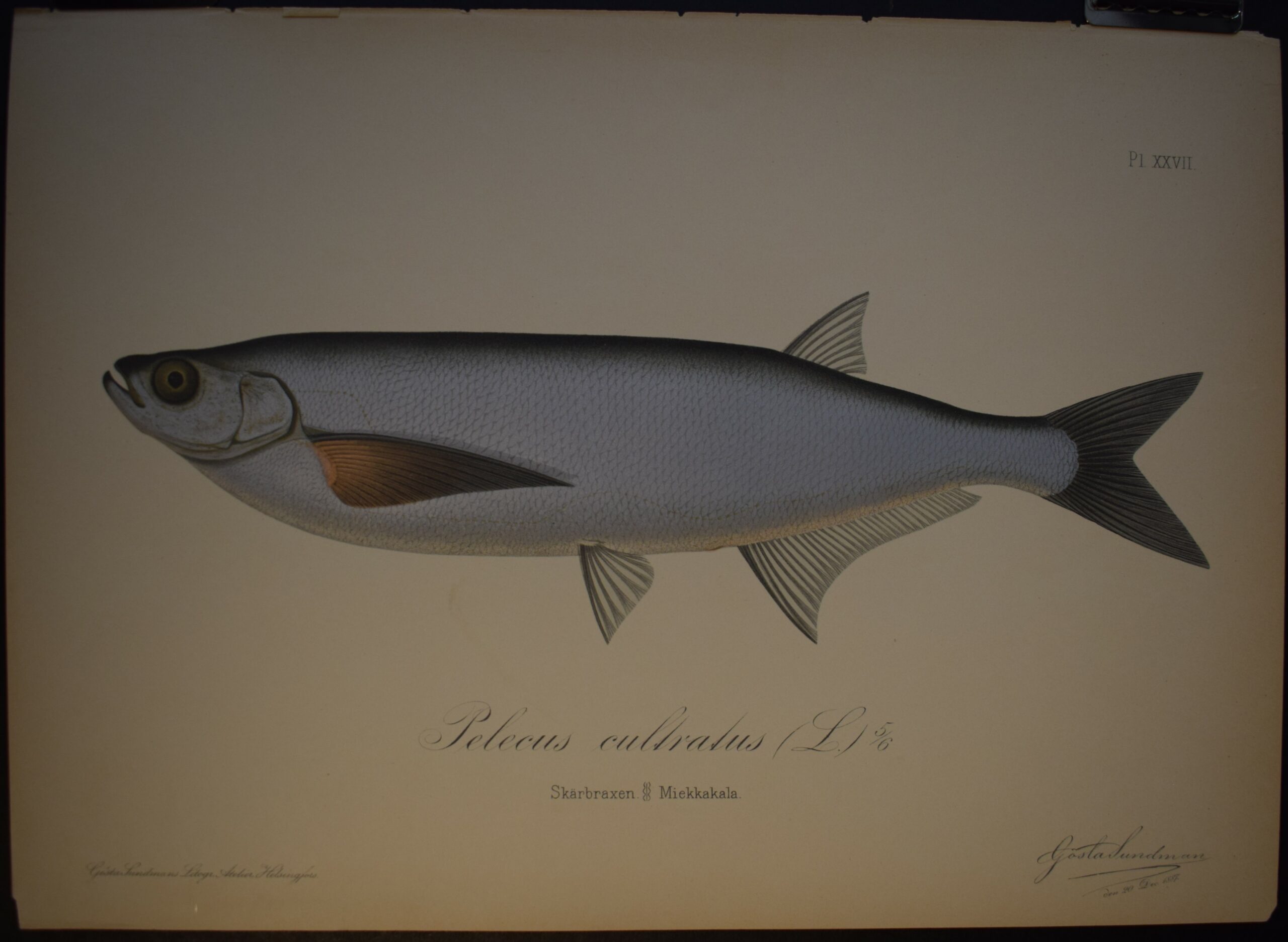 Skärbraxen - Miekkakala