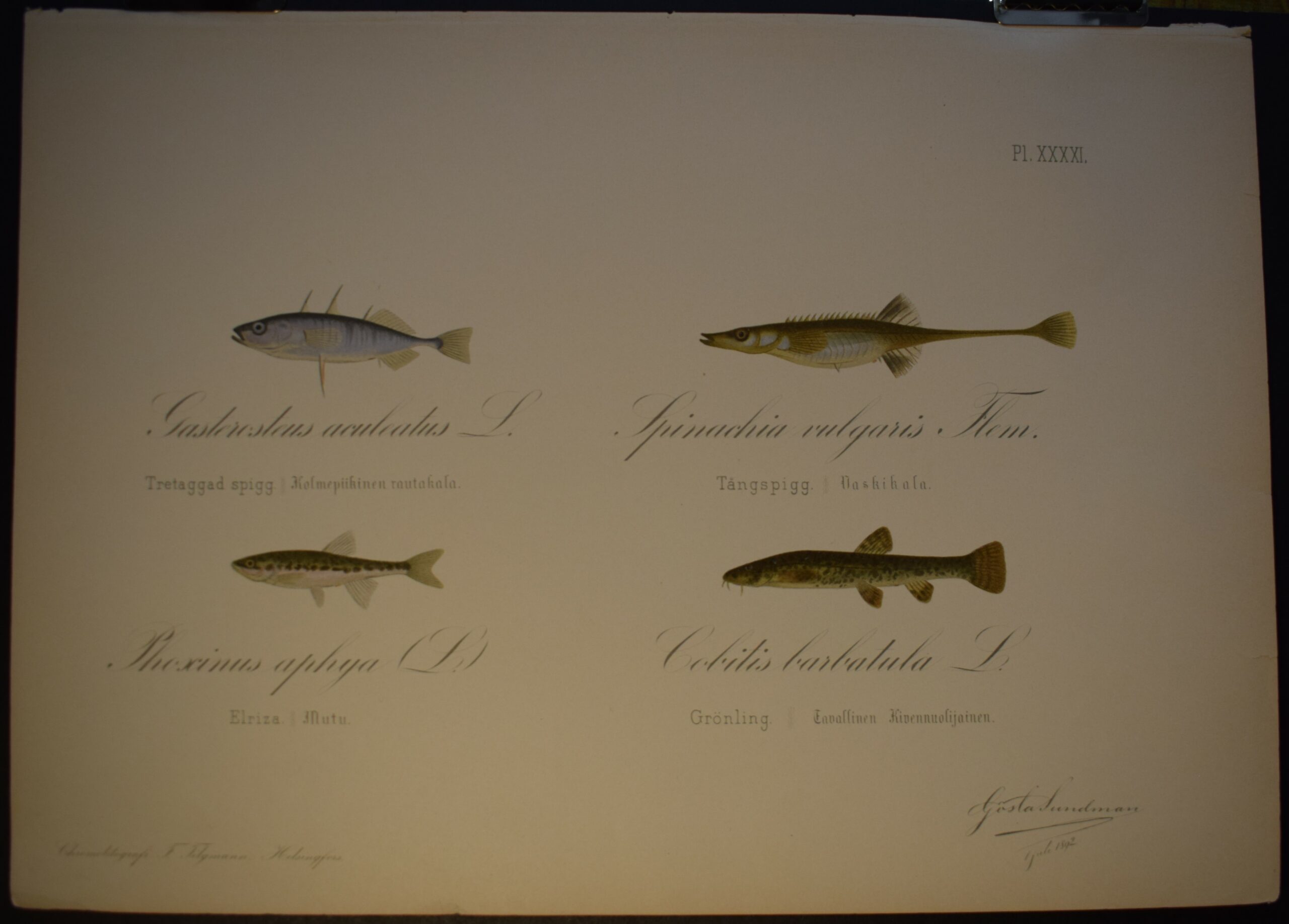 Tretaggad spigg - Kolmepiikkinen rautakala, Tångspigg - Vaskikala, Elriza - Mutu, Grönling - Tavallinen Kivennuolijainen