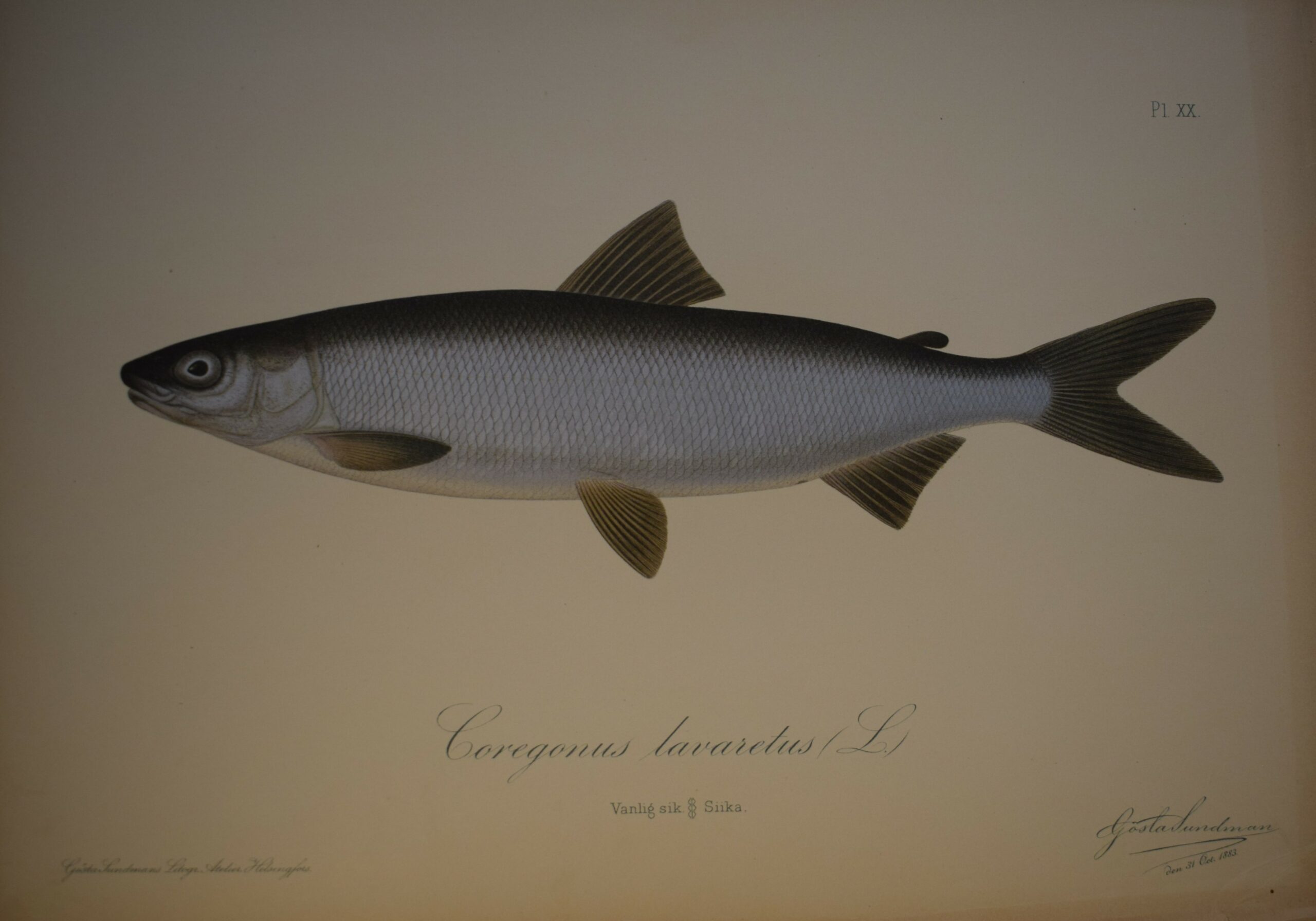 Gösta Sundman Coregonus lavaretus - Vanlig sik - Siika