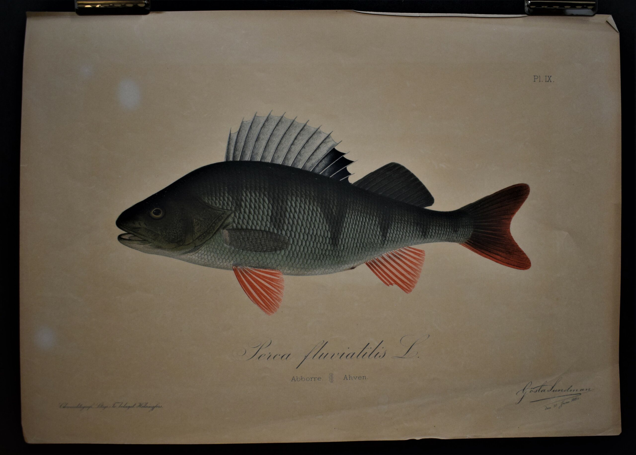 Perca fluviatilis - abborre - Ahven - European perch (2)