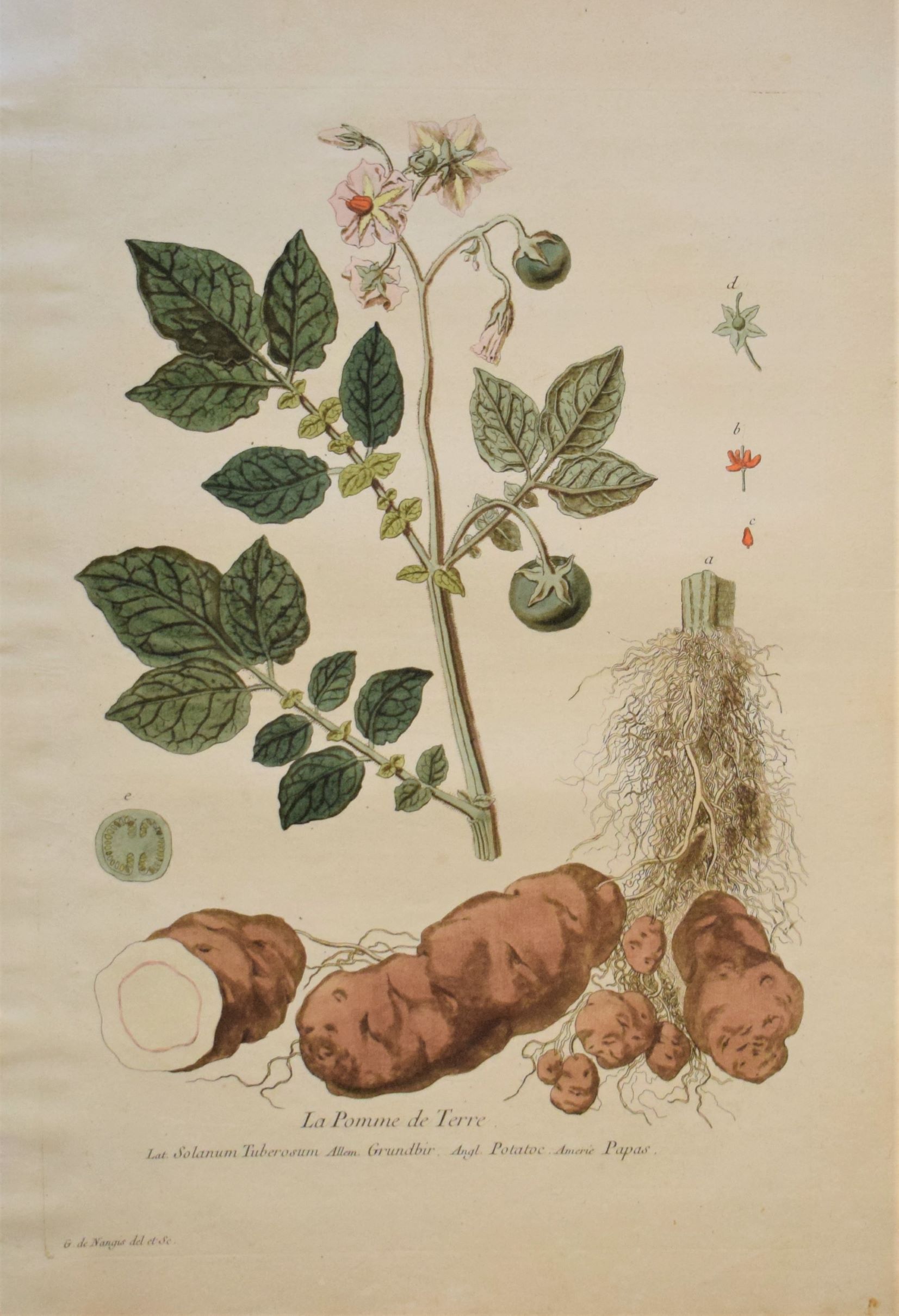 Regnault La Pomme de Terre - Regnault Potato plant 1774