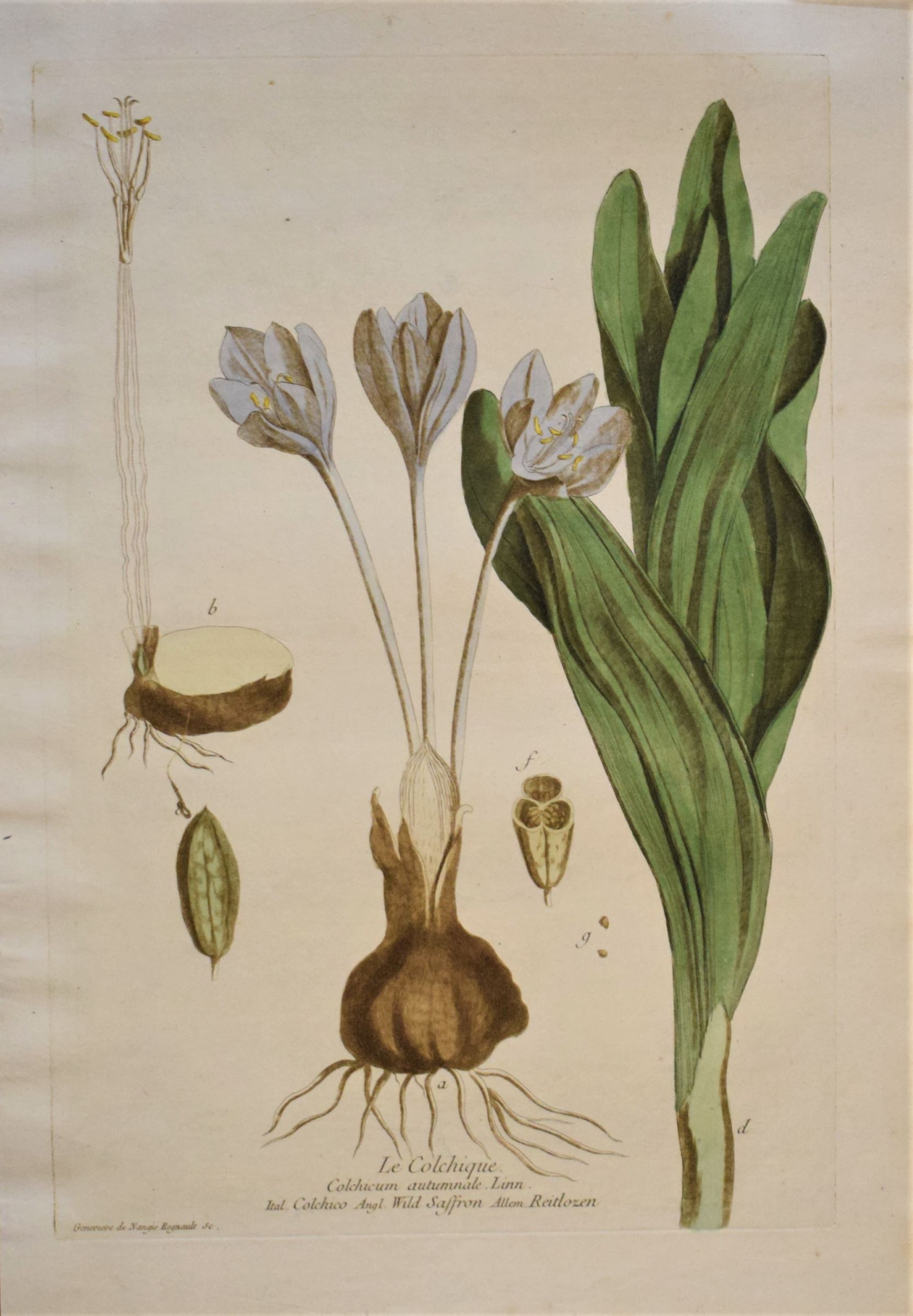 Regnault Le Colchique – Autumn crocus (1774)