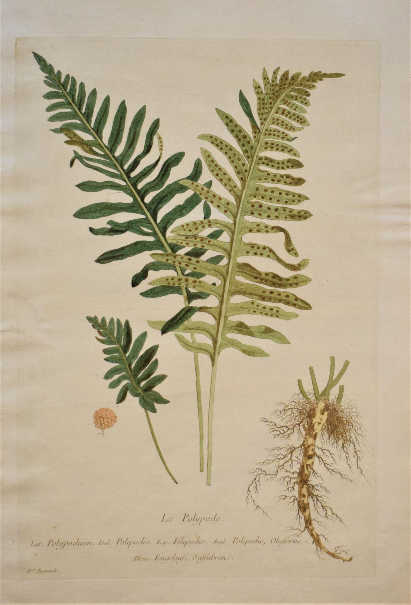 Regnault La Polypode – Polypodium – Rockcap fern (1774)