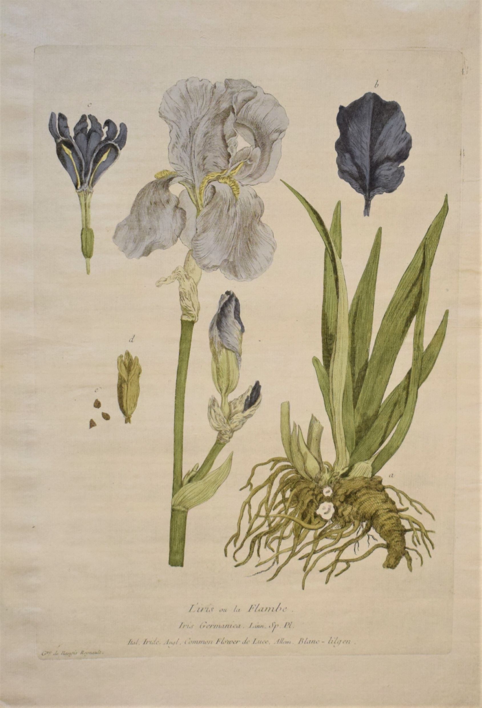 Regnault L'Iris ou la Flambe 1774